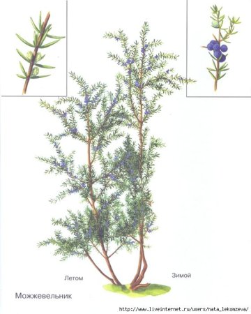 Шишкоягоды можжевельника рисунок
