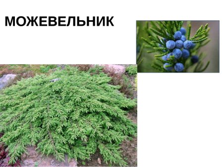 Можжевельник казацкий шишки