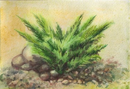 Можжевельник казацкий Папоротниковидные