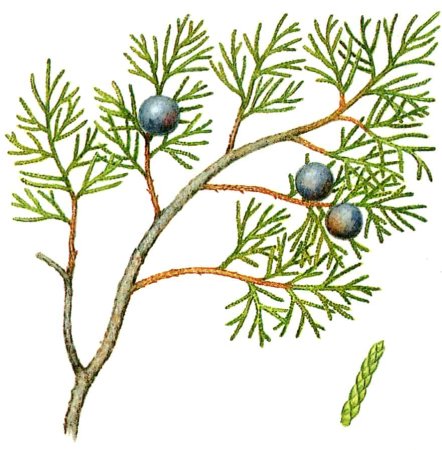 Можжевельник высокий Шишкоягоды