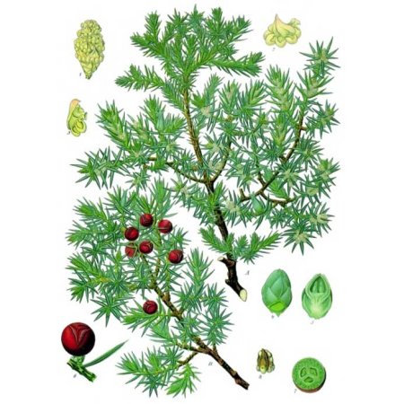 Можжевельник обыкновенная Ботаническая иллюстрация