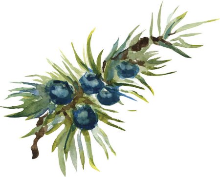 Можжевельник акварель