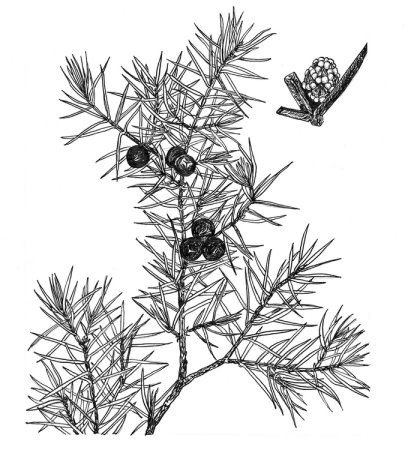 Хвойные кустарники можжевельник