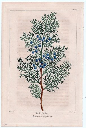 Можжевельник Ботаническая иллюстрация