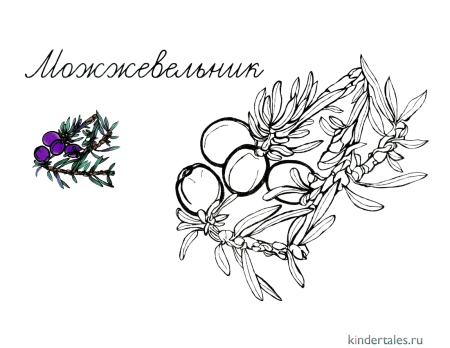 Можжевельник раскраска