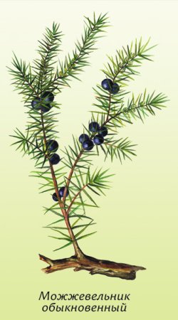 Можжевельник - Juniperus communis плоды