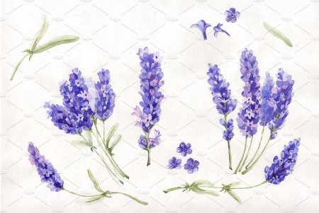 Цветы лаванды акварель