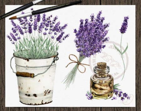 Рисунки лаванды в стиле Прованс