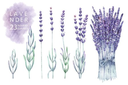 Лаванда Колосовая рисунок