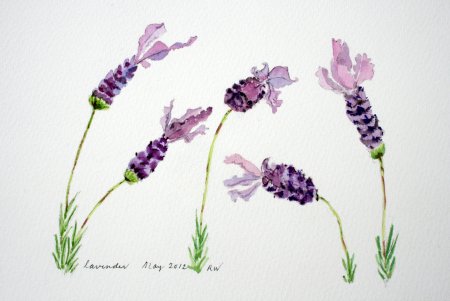 Поле лаванды акварелью