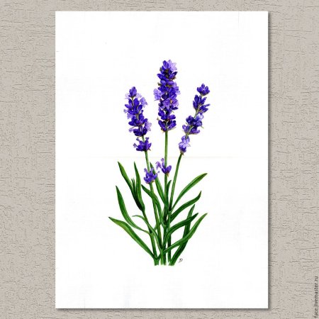 Stella Bruwer картины