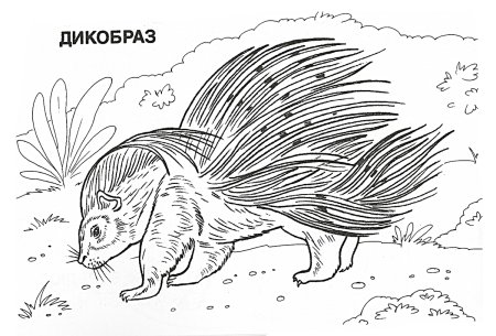 Дикобраз раскраска