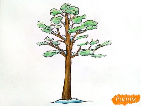 Рисование сосны и ели