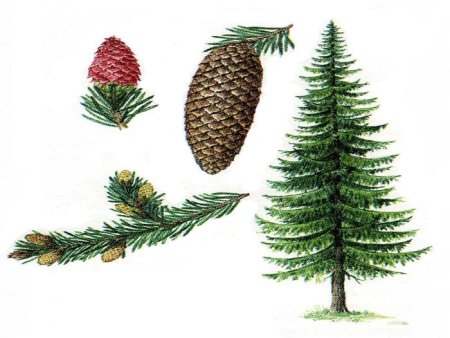 Пихта шишки и хвоинки