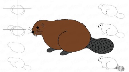 Нарисовать бобра