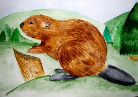 Бобры рисунок