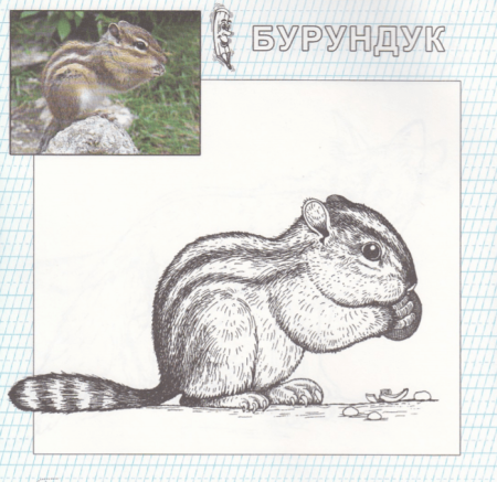 Элвин и бурундуки раскраска для детей