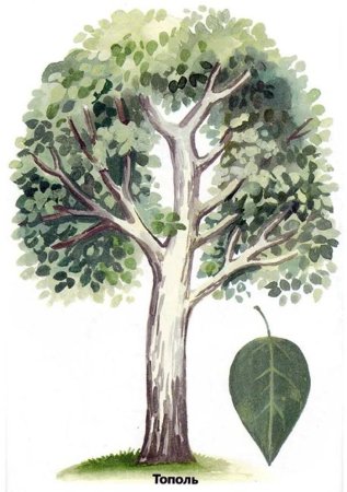 Тополь это лиственное дерево