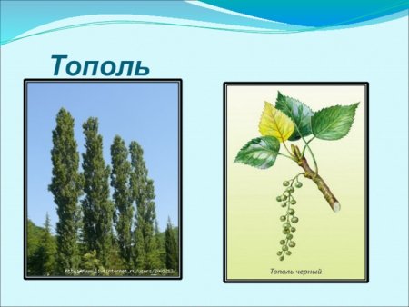 Тополь черный осокорь плоды