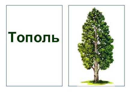Тополь карточка для детей