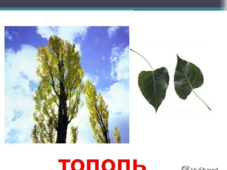 Тополь и лист тополя