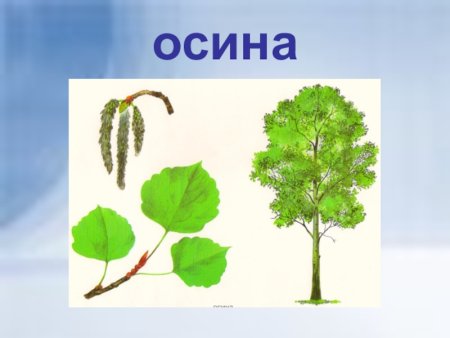 Осина для дошкольников