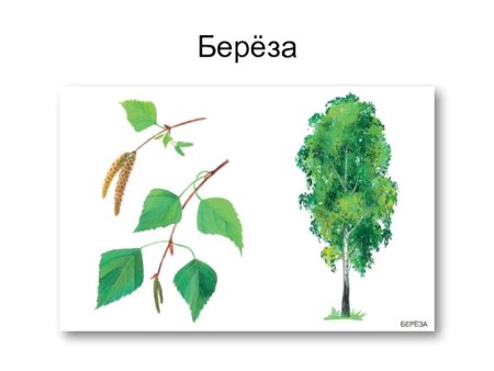 Лиственные деревья береза