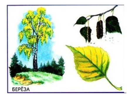 Дуб липа береза осина