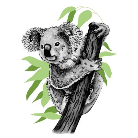 Коала рисунок цветной