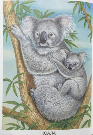 Коала с ребенком