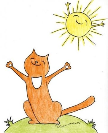 Котик на солнышке