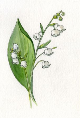 Ландыш Майский в цветнике