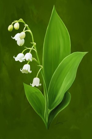 Ландыш рисунок