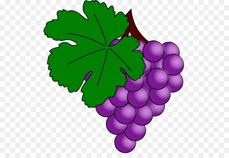 Виноград рисунок карандашом