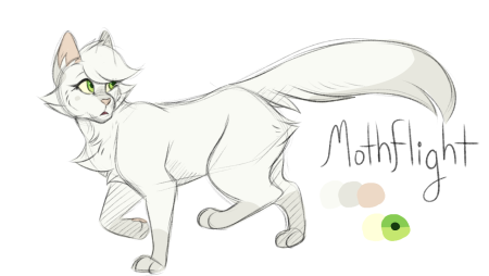 Коты Воители для срисовки