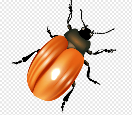 Жук для детей