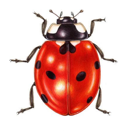 Жук рисунок для детей