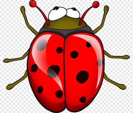 Жук бронзовка рисунок