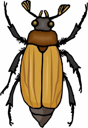 Жук для рисования детям