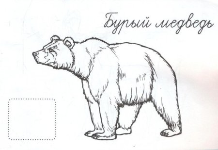 Бурый медведь раскраска