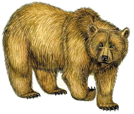 Медведь для детей