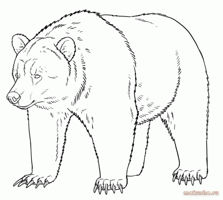 Рисунок медведя для срисовки
