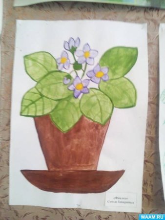 Рисование комнатные растения подготовительная группа