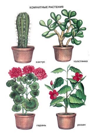 Комнатные растения для детей