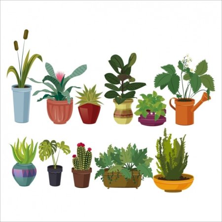 Комнатные растения вектор