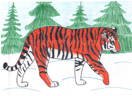 Амурский тигр детский рисунок (53 фото)