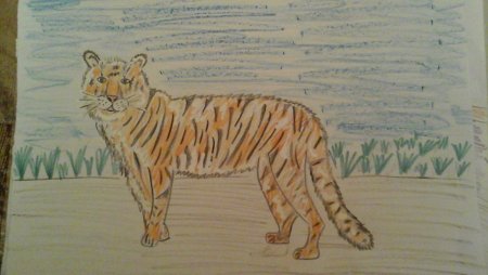 Рисунок тигра