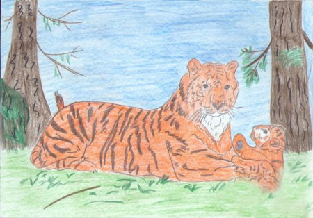 Амурский тигр детские рисунки