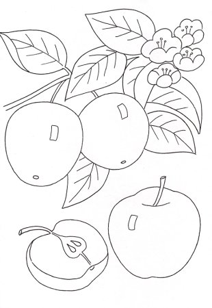 Ветка яблони с яблоками раскраска