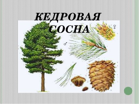 Сосна Сибирская хвоинки